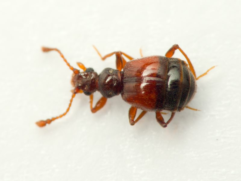 Rybaxis longicornis (Leach, 1817)